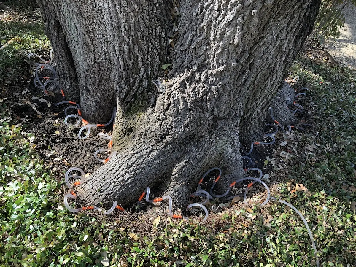 Detailed Shrub and Hedge Trimming job site in Aguila