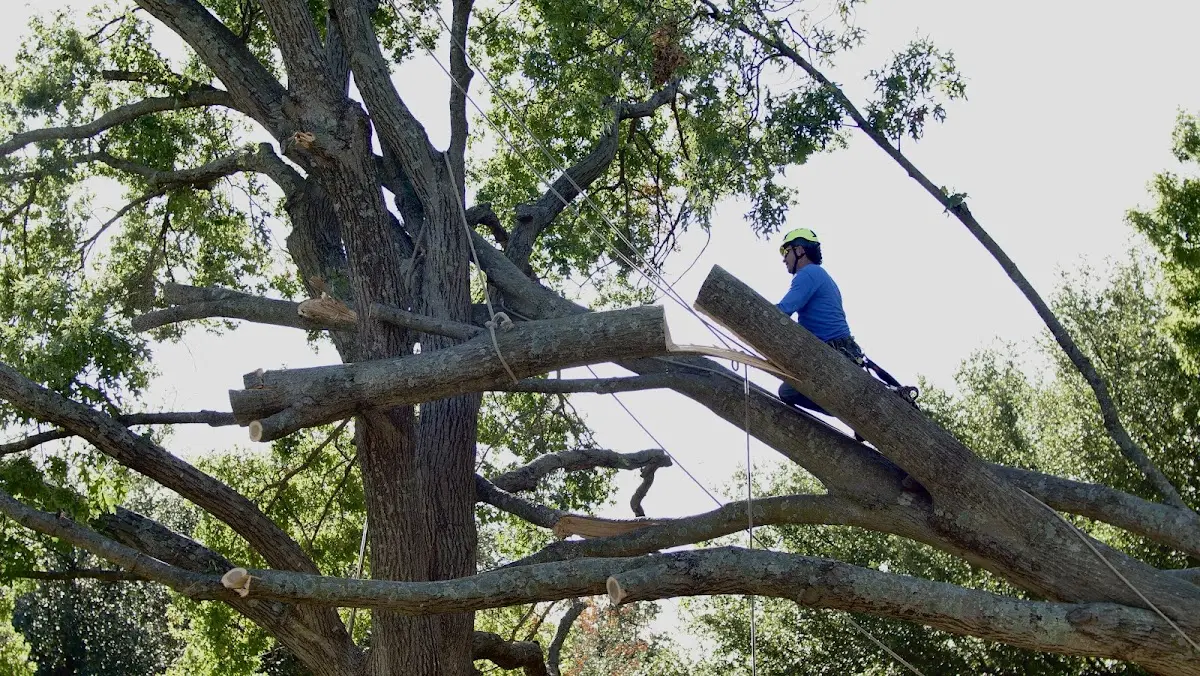 Professional Hazardous Tree Removal performed by certified arborists in Aguila