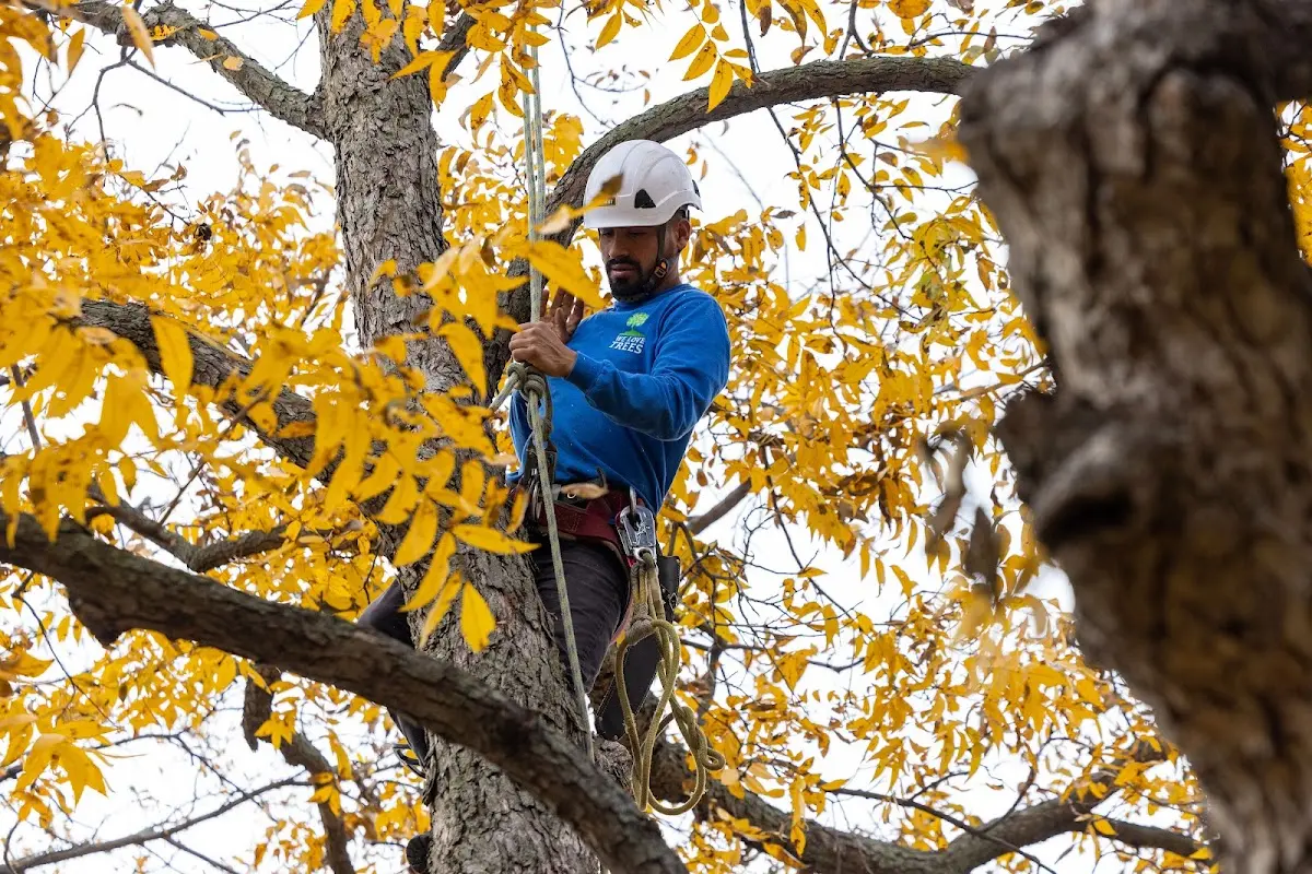 Skilled Tree Trimming crew working in Aguila